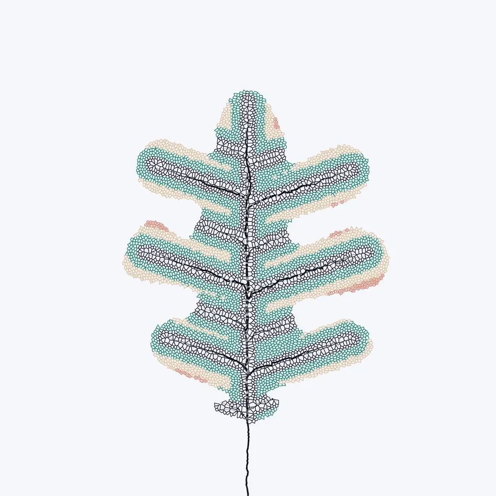 Leaf study — variant 2