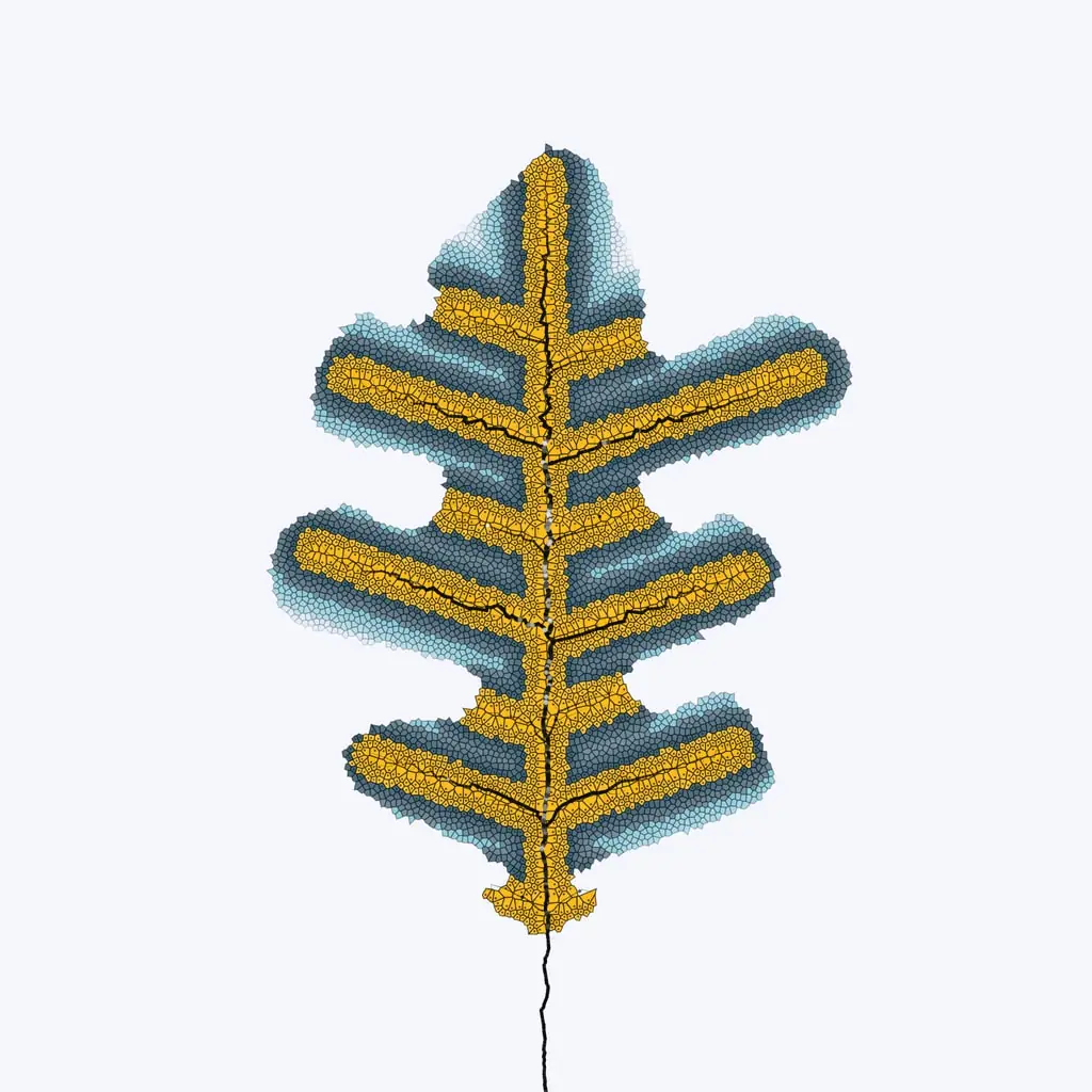 Leaf study — variant 6