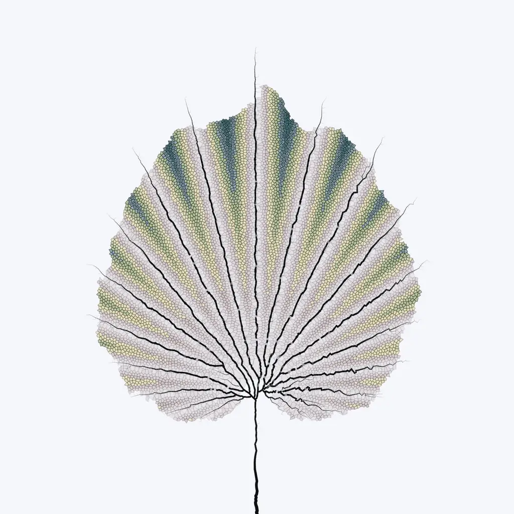 Leaf study — variant 13