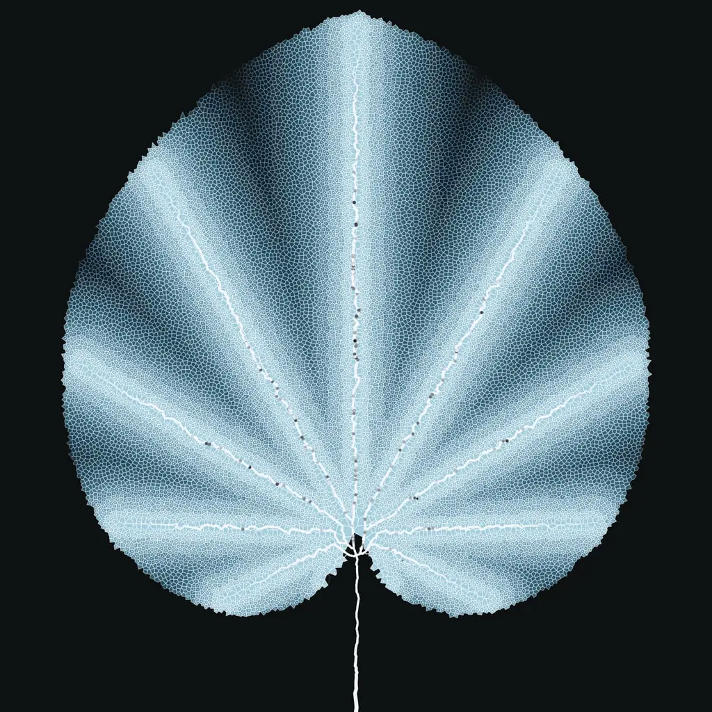 Leaf study — variant 14