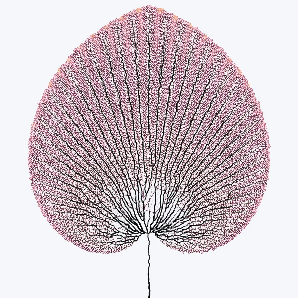 Leaf study — variant 17