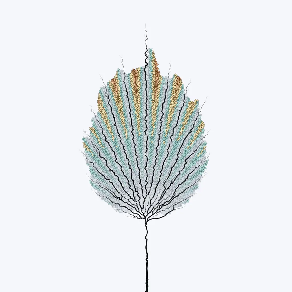 Leaf study — variant 18